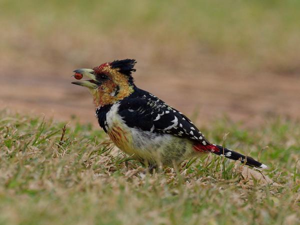 Crested barbet (Trachyphonus vaillantii)